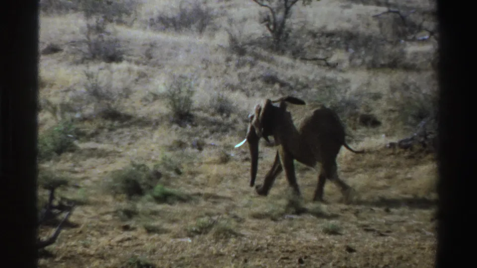 1969 South Africa 8mm frame of a young elephant walking away through open dry bushland under natural daylight.