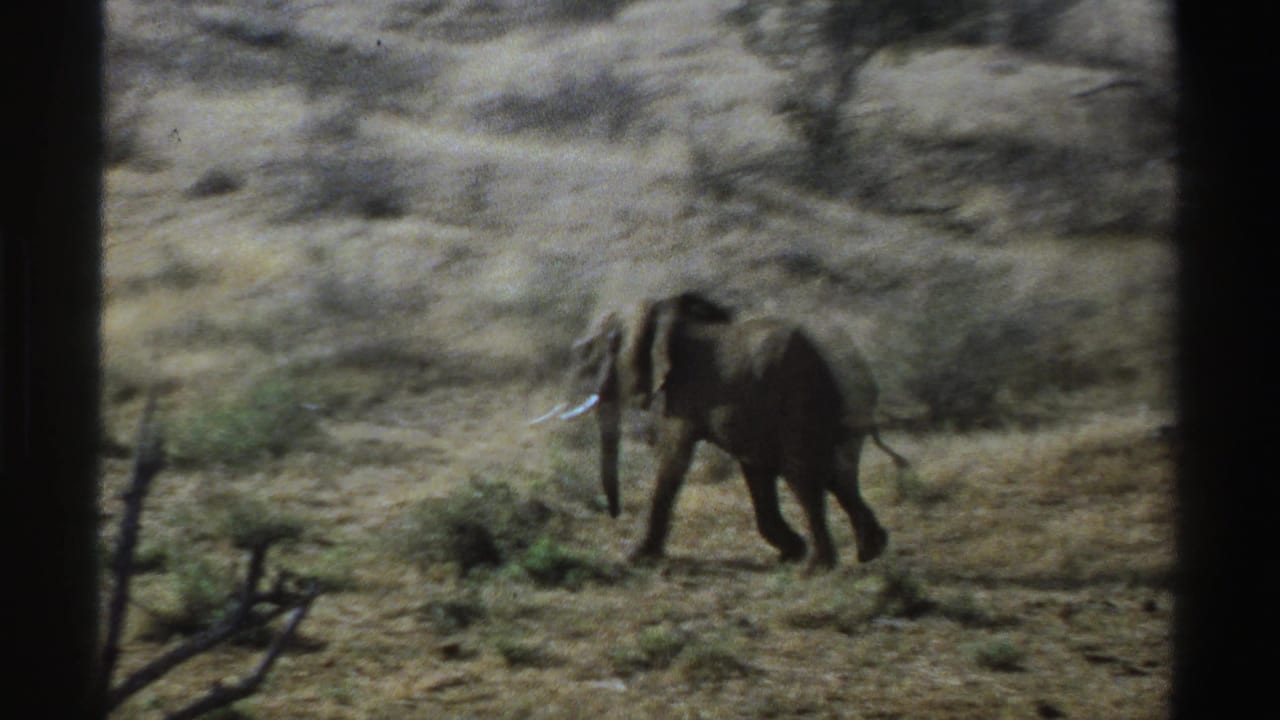 Lone elephant walking through dry grass and shrubs, framed by dark vertical edges.