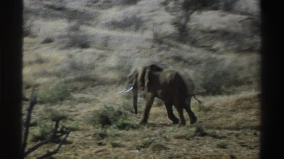 1969 South Africa 8mm frame showing a lone elephant moving through dry savanna brush from a distant observer viewpoint.