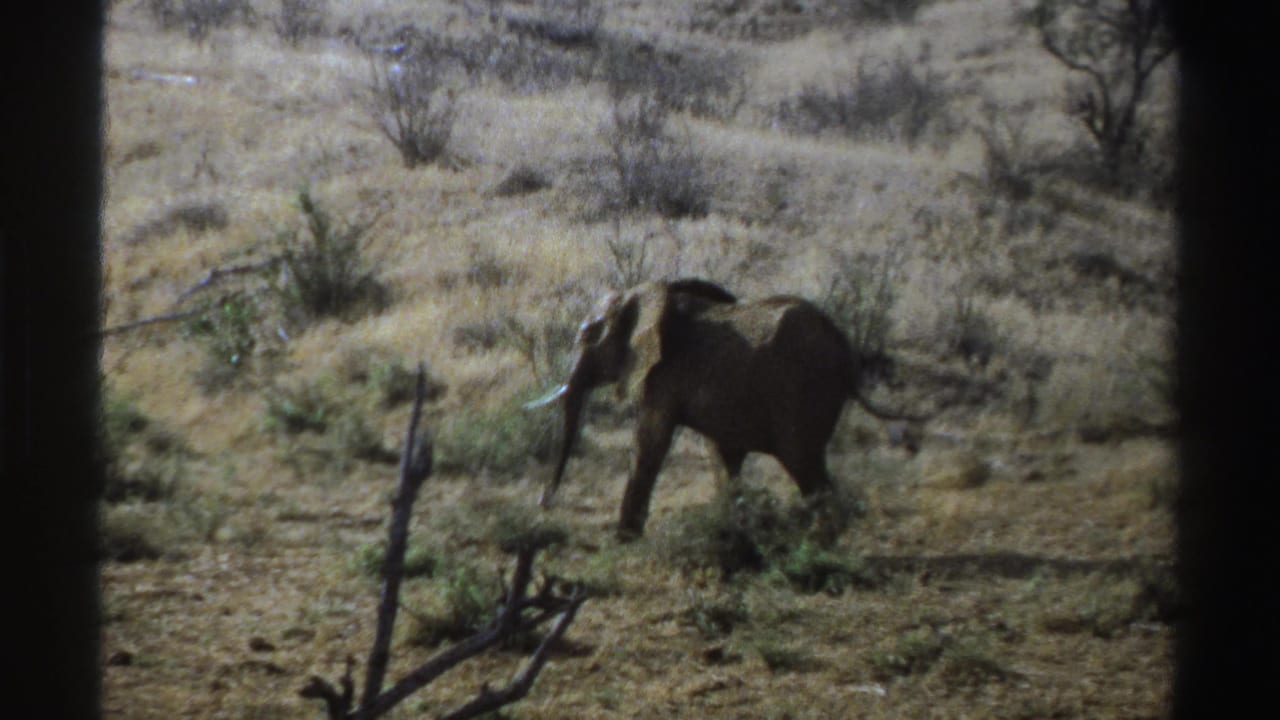 1969 South Africa home-movie frame of an elephant in profile crossing a dry, shrub-dotted savanna landscape.