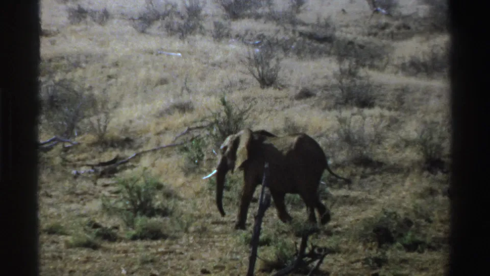 1969 South Africa 8mm still with a lone elephant walking through dry brush, tusks visible, seen through dark framing.