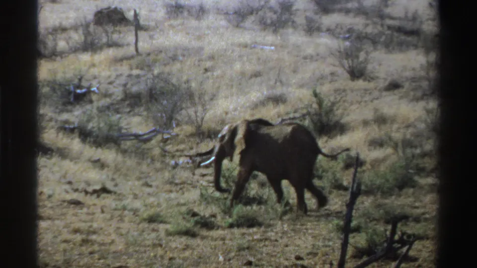 1969 South Africa home-movie frame showing a lone elephant moving across dry savanna with scattered shrubs and bare branches.