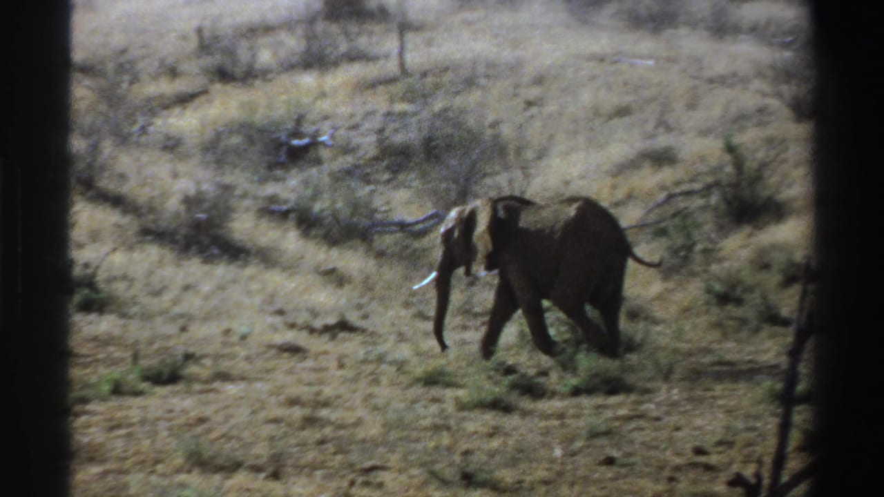 Young African elephant walks through dry South African savanna in 1969 8mm home-movie footage.
