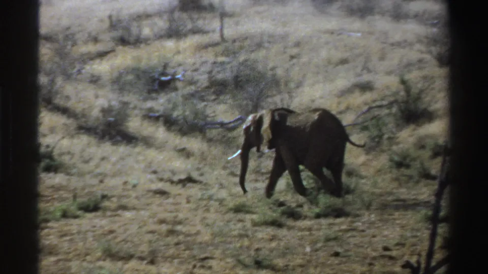 Young African elephant walks through dry South African savanna in 1969 8mm home-movie footage.