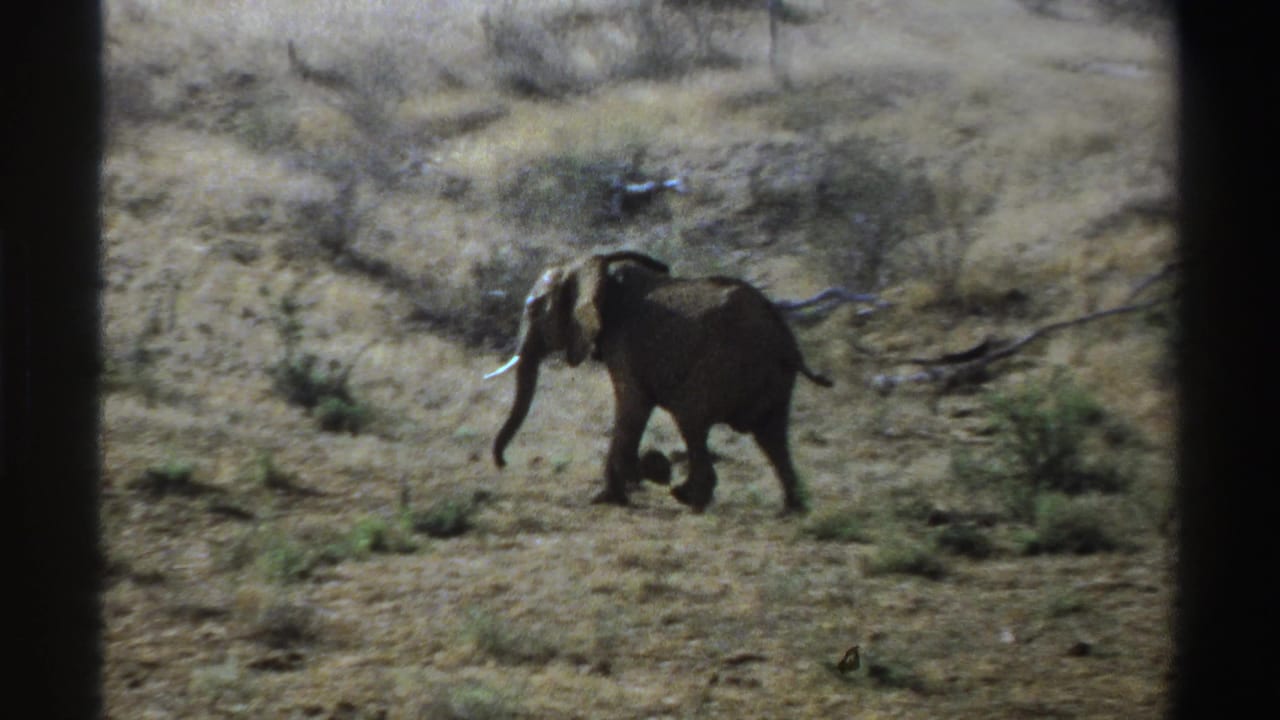 Elephant in profile walking past low scrub on dry open ground.