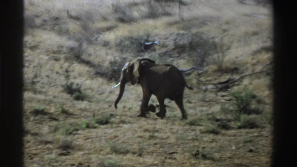 African elephant moves steadily through parched savanna, framed by visible 8mm contact-sheet borders.