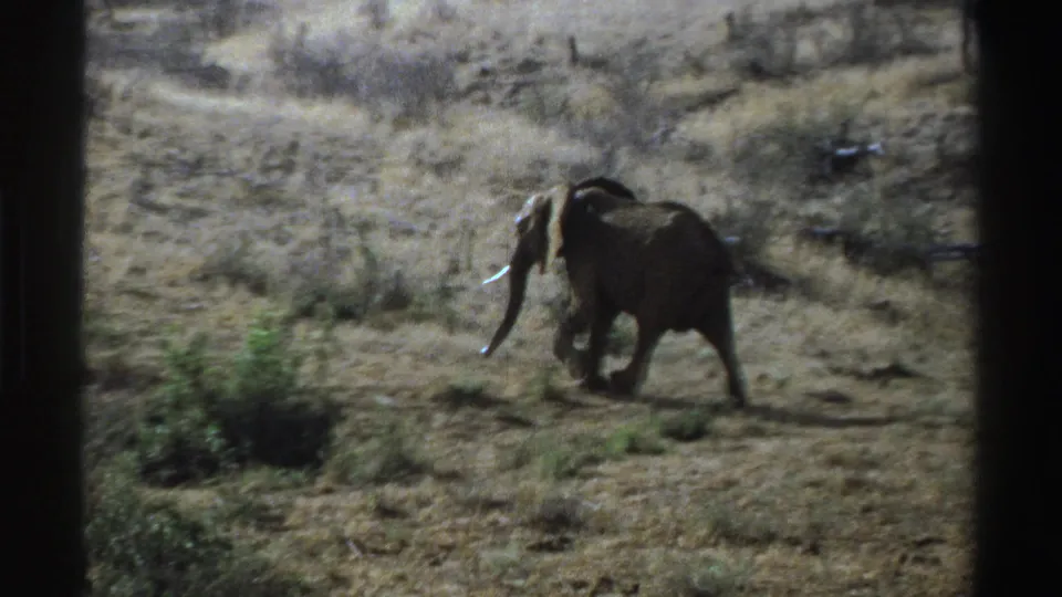 Elephant passes a small shrub in a dry South African grassland scene from 1969 8mm footage.
