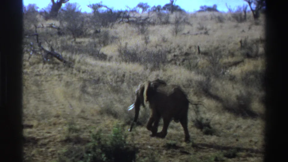 Elephant crosses a dry savanna track with shrubs and pale blue sky in vintage South Africa home-movie footage.