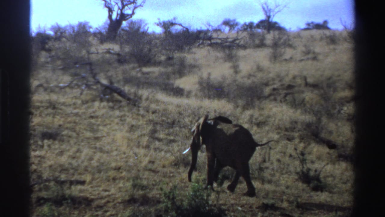1969 South Africa 8mm frame of a lone elephant crossing a dry savanna field, with scrub and bare-branched trees in the background.