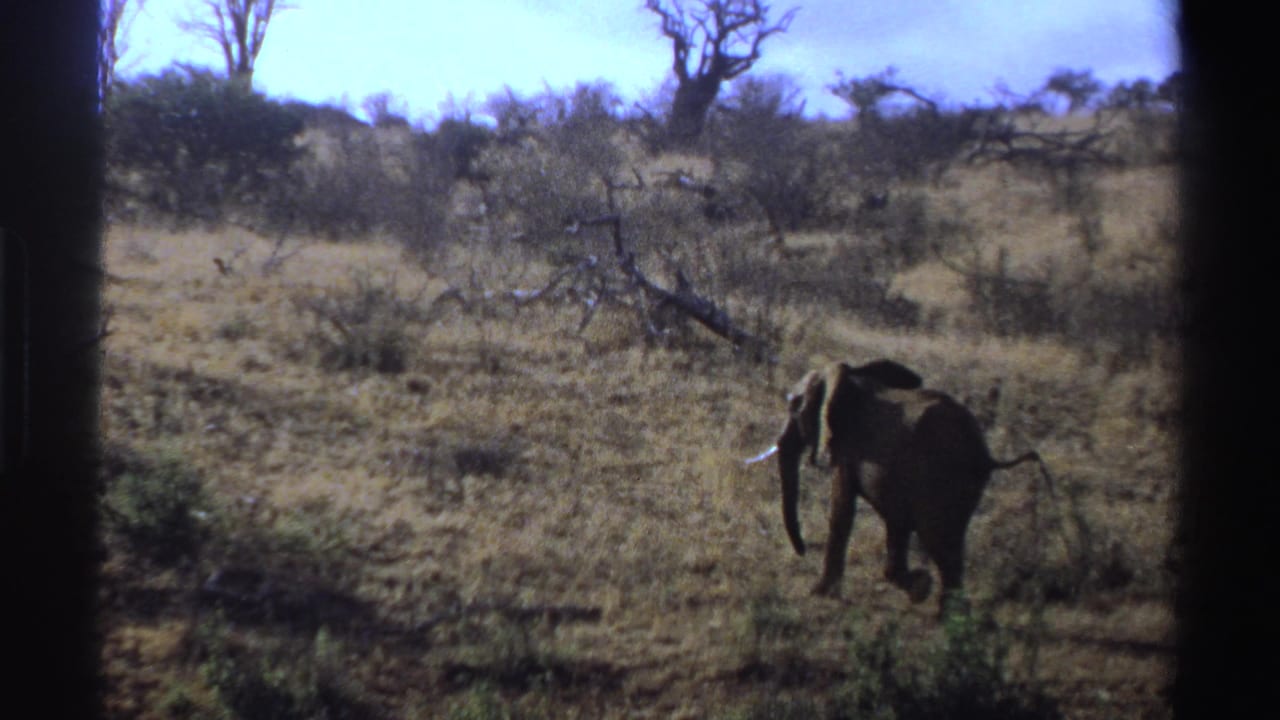 Elephant walking away across a dry field with scattered brush and trees.
