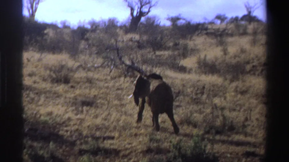 1969 South Africa 8mm frame of a lone elephant viewed from behind as it moves through a dry savanna landscape.