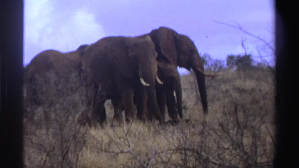 1969 South Africa 8mm frame showing a small elephant group, including a calf, grazing or standing in dry savanna brush.