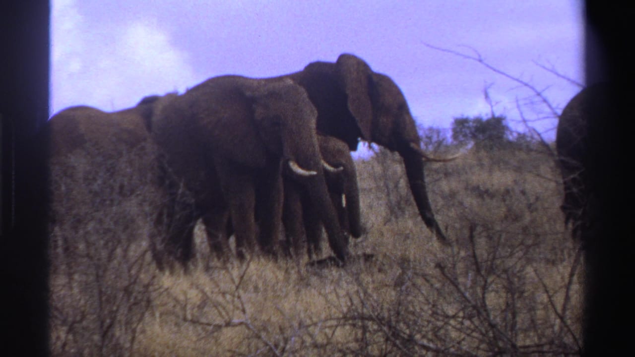 Elephants walking through dry grass and brush under a pale sky.