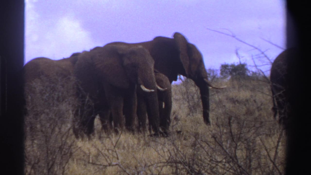 1969 South Africa frame with elephants crossing slowly through dry grass, framed by dark film edges.