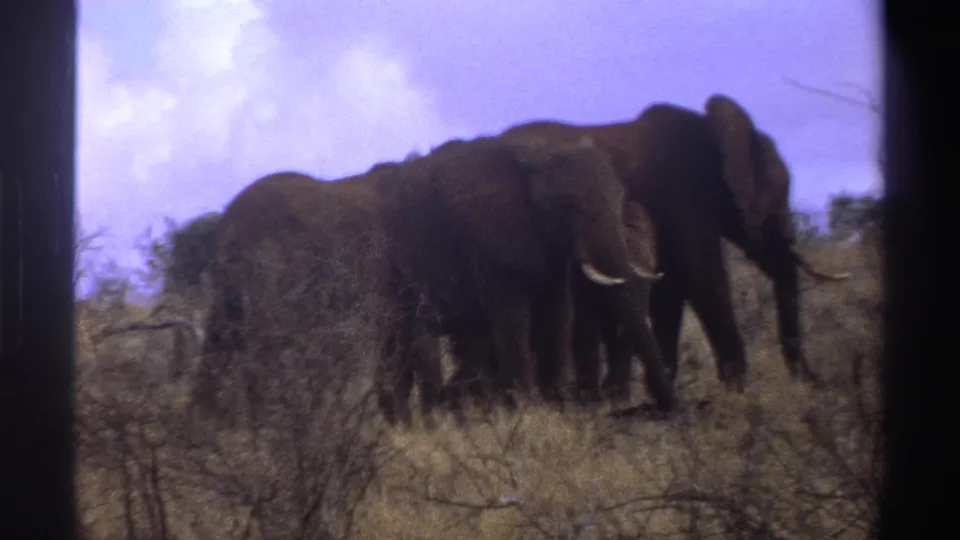 Soft 8mm frame from South Africa in 1969 showing elephants clustered in dry brush and grass.