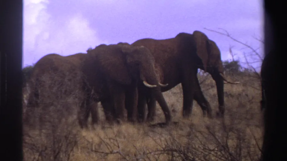 1969 South Africa home-movie frame showing tusked adult elephants moving through semi-arid savanna.