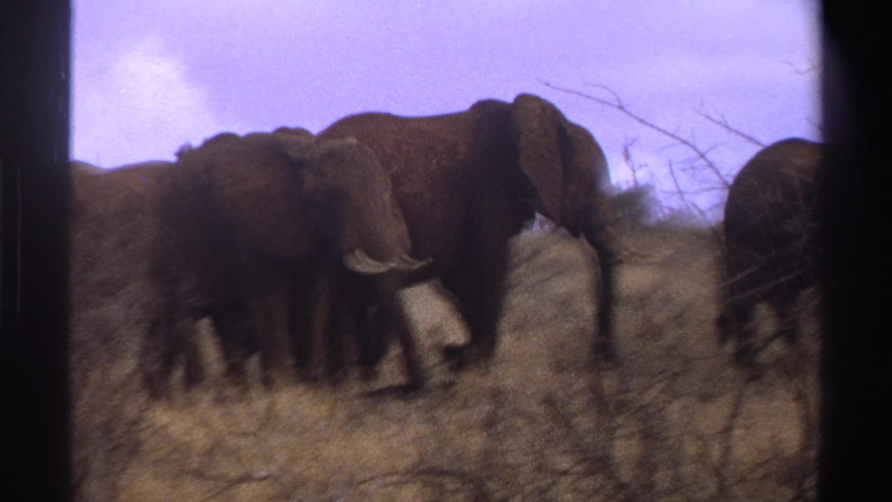 1969 South Africa 8mm frame showing several elephants moving through dry savanna grass with dark film borders.