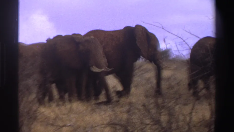 1969 South Africa 8mm frame showing several elephants moving through dry savanna grass with dark film borders.