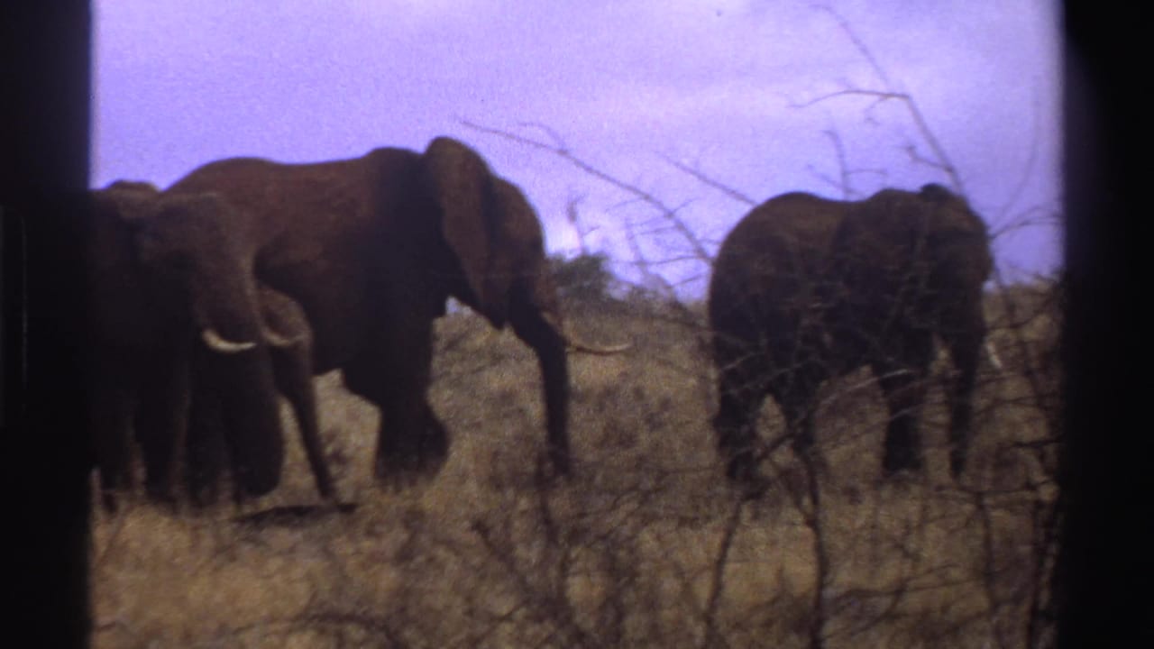 Elephants crossing scrubby savanna with one animal partly turned away.