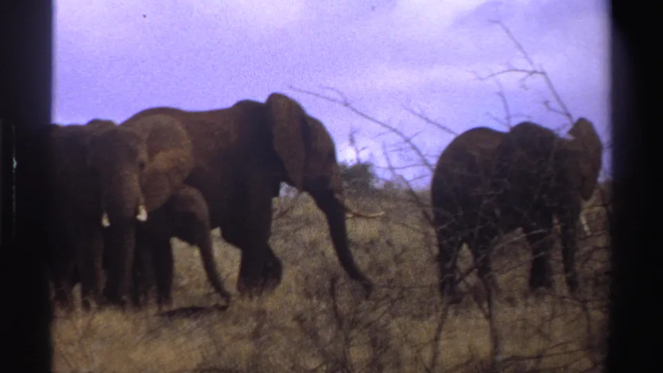1969 South Africa 8mm frame showing adult elephants and a calf in dry savanna grass, filmed with soft grain and frame-edge shadow.