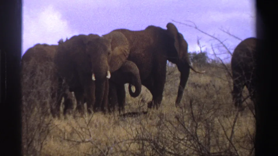 1969 South Africa 8mm frame of a clustered elephant herd with a calf, tusks, dry grass, thorny brush, and pale sky.