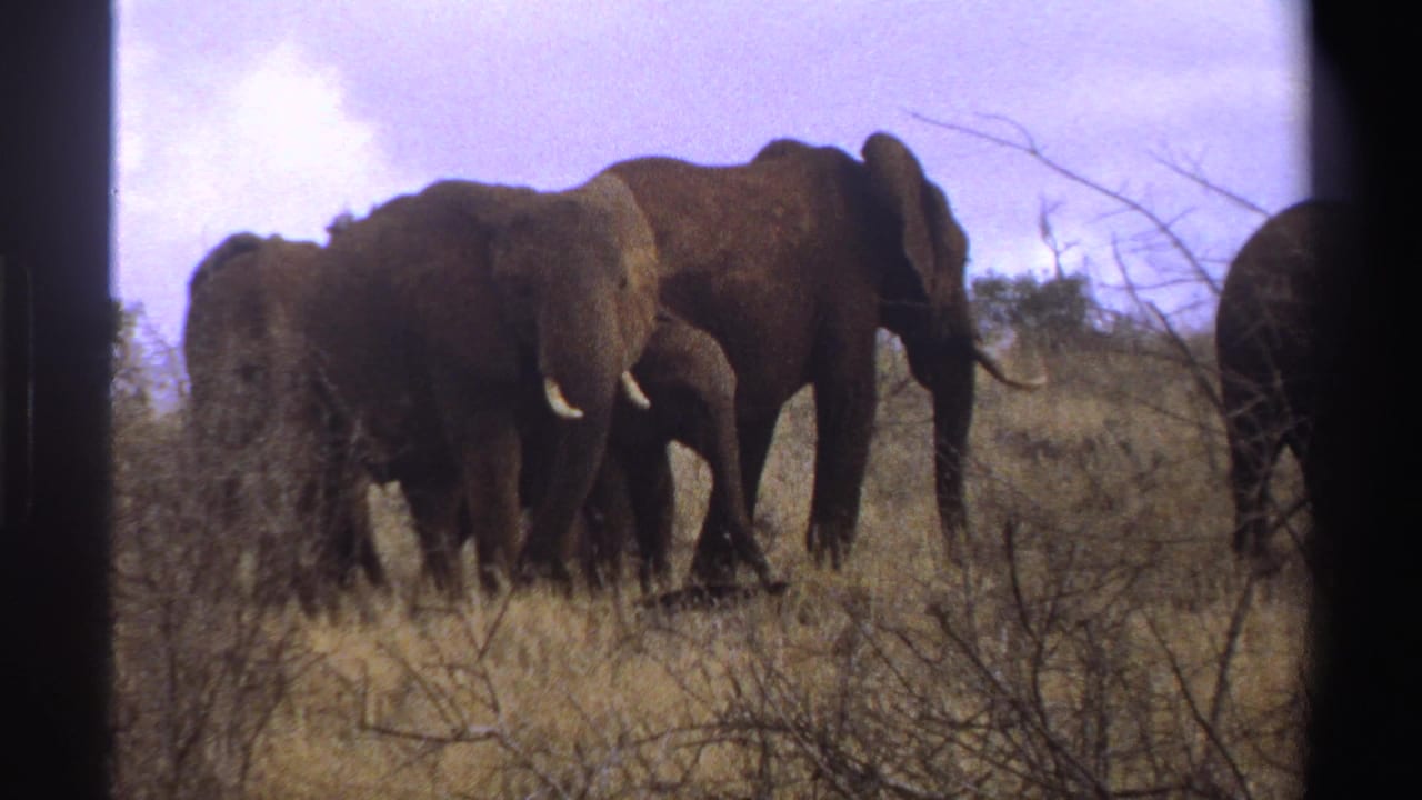 1969 South Africa 8mm frame showing elephants and a small calf grazing in dry savanna grass with brush in the foreground.