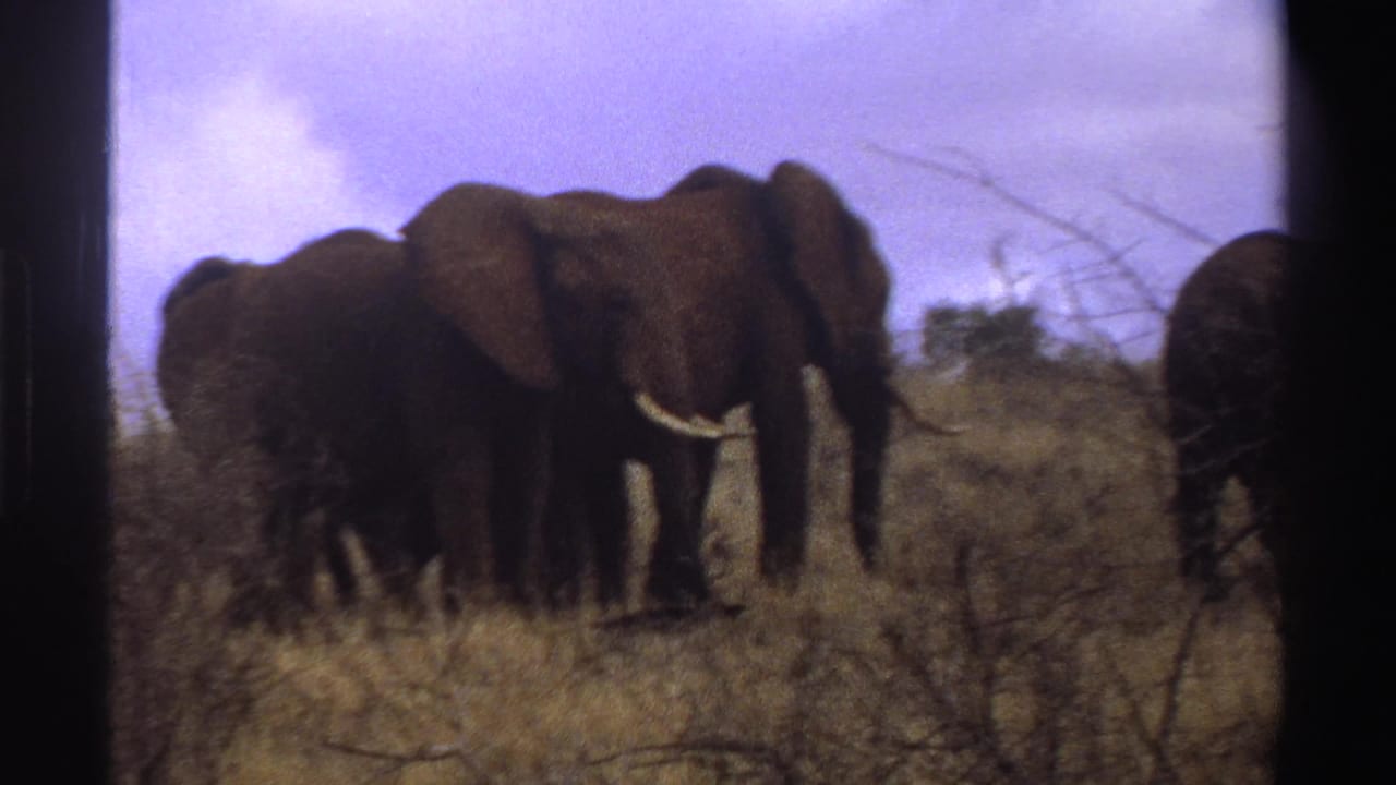 A group of elephants stands in brush and dry grass, with one tusked adult facing forward.
