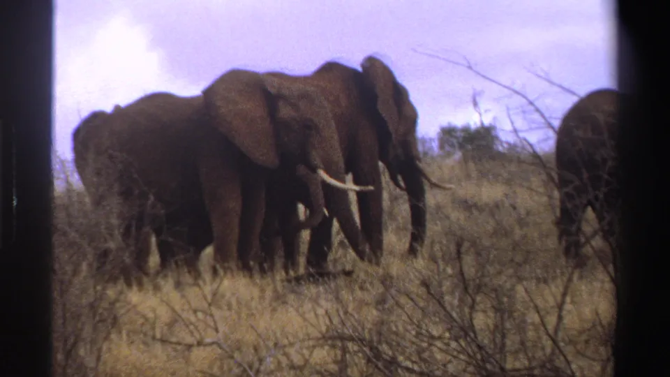 1969 South Africa 8mm frame showing elephants in a dry savanna field, their bodies partly hidden by grass and brush.