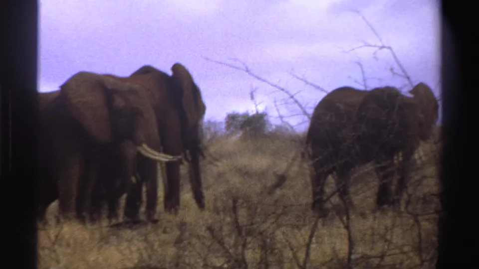 1969 South Africa 8mm frame with a tusked elephant in the foreground and another elephant partly visible through brush at right.