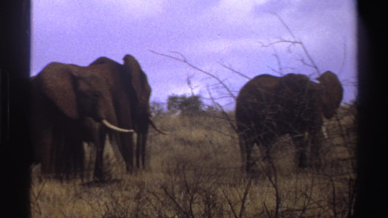 Several elephants stand and walk through dry savanna grass behind sparse brush.