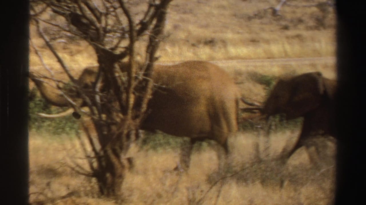 1969 South Africa 8mm frame of an elephant crossing dry savanna grass, partly hidden by a bare tree and brush.