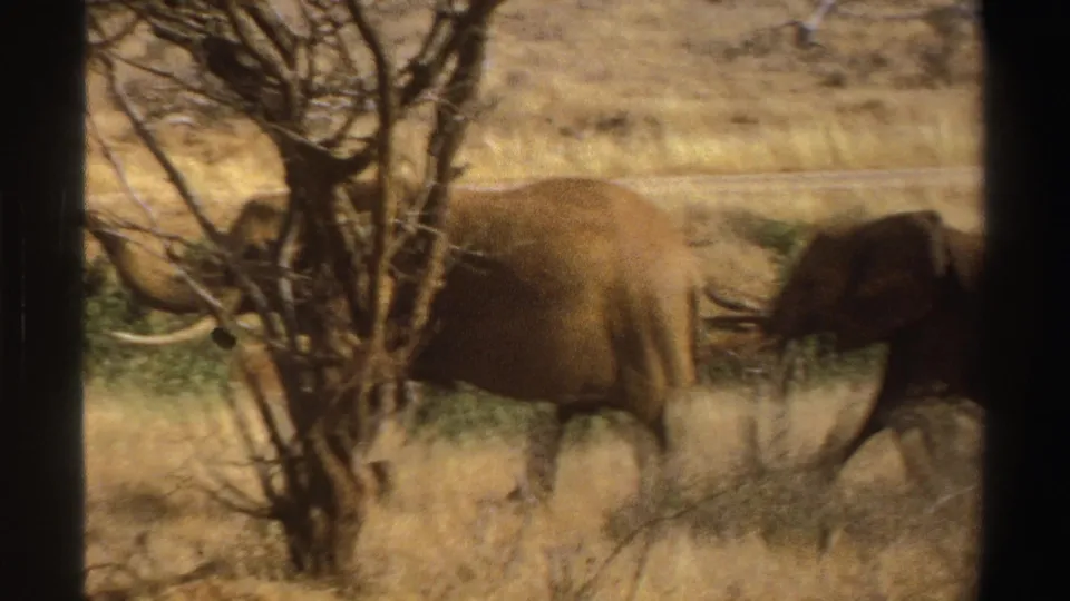 1969 South Africa 8mm frame of an elephant crossing dry savanna grass, partly hidden by a bare tree and brush.
