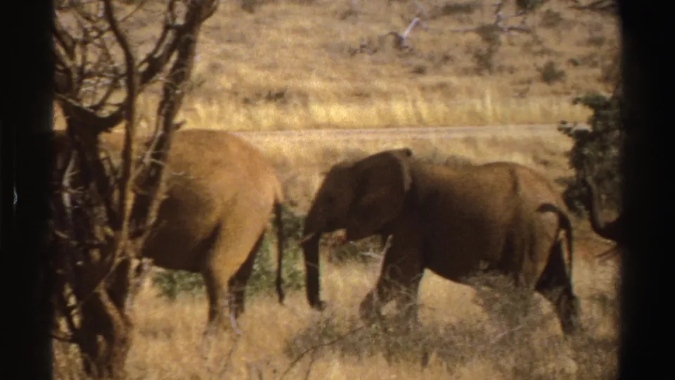 1969 South Africa 8mm frame showing elephants moving across dry grassland with sparse shrubs and a tree trunk nearby.