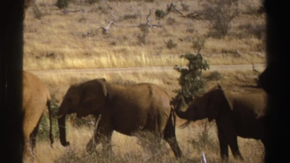 1969 South Africa 8mm frame with elephants moving through savanna grass, one partly cropped at the edge of the frame.