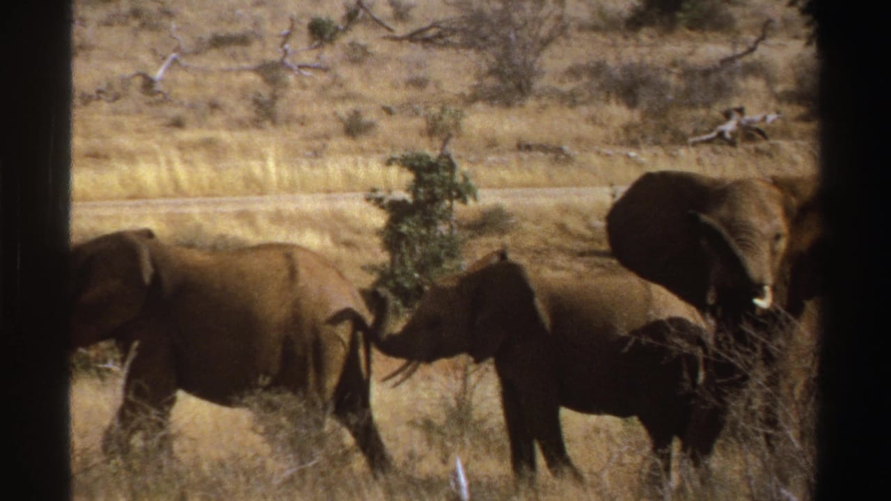 1969 South Africa 8mm frame showing elephants moving across dry savanna grass with shrubs and dark frame edges.