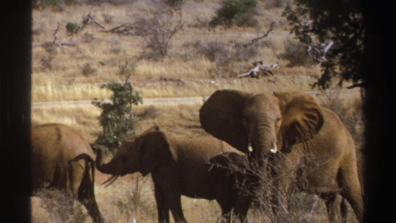 A large elephant faces the camera while others move through brush on the savanna.