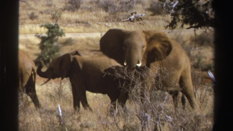 1969 South Africa 8mm frame showing elephants clustered in dry savanna vegetation, including a large animal near center.