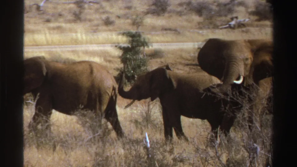 1969 South Africa 8mm frame of elephants crossing dry savanna, one large elephant partly obscured by brush.