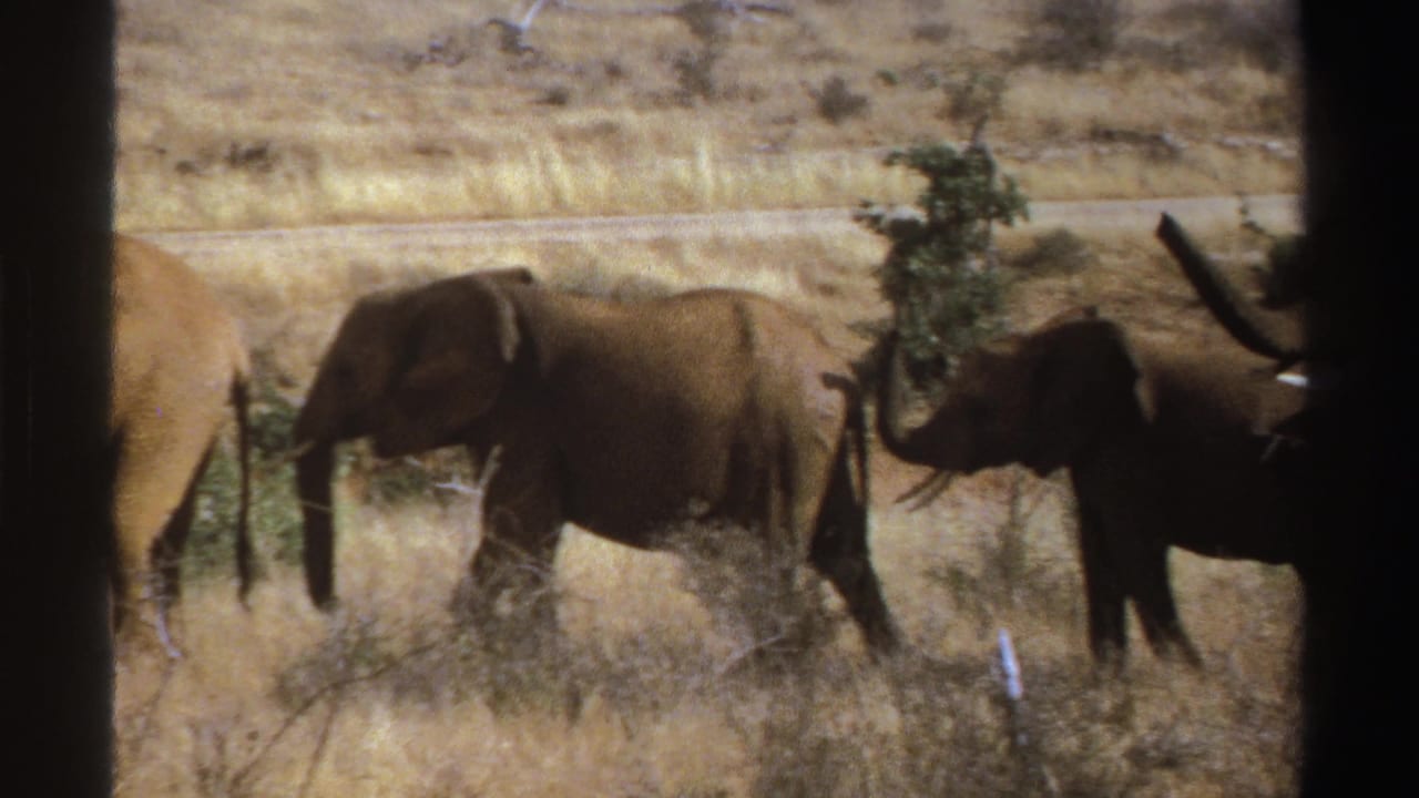 1969 South Africa 8mm frame showing elephants moving through dry savanna grass behind dark foreground edges.