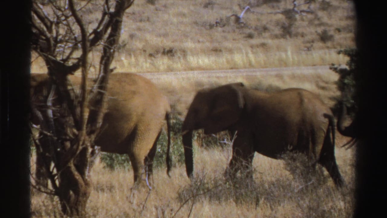 Elephants pass behind a tree trunk in dry savanna grass.