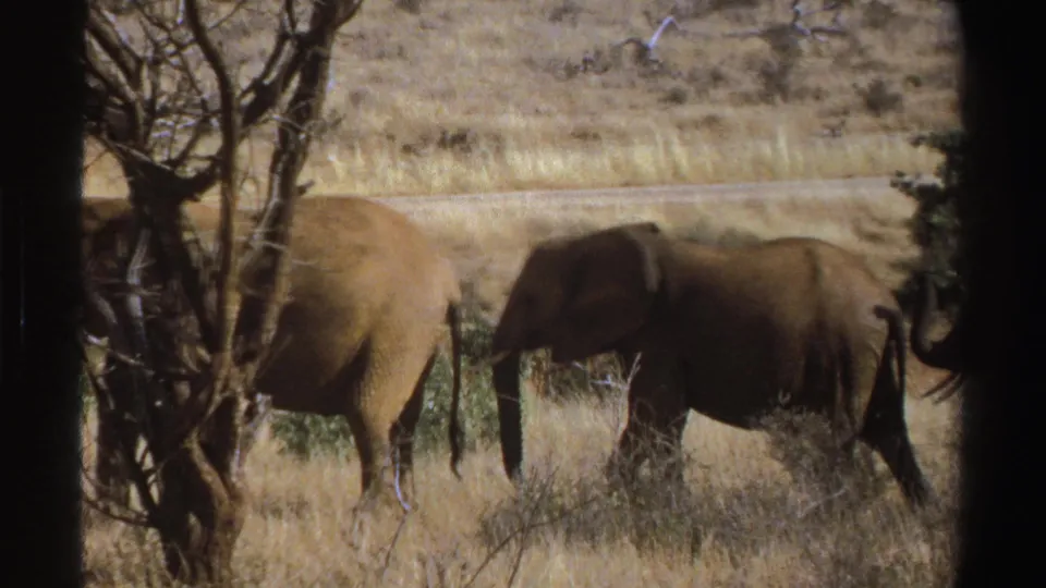 1969 South Africa 8mm frame with elephants partly obscured by a tree and dark vertical foreground framing.