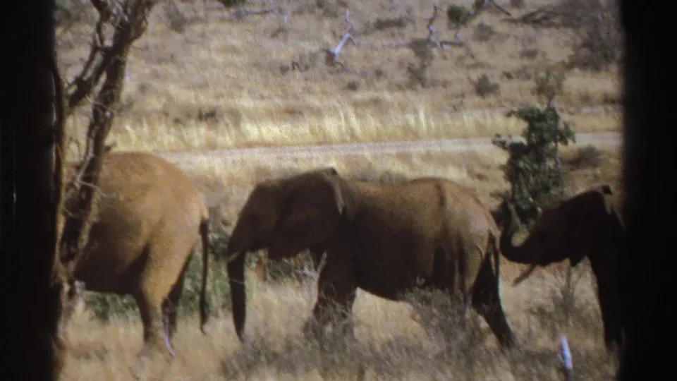 1969 South Africa 8mm frame showing elephants in profile moving through dry grass with sparse trees nearby.