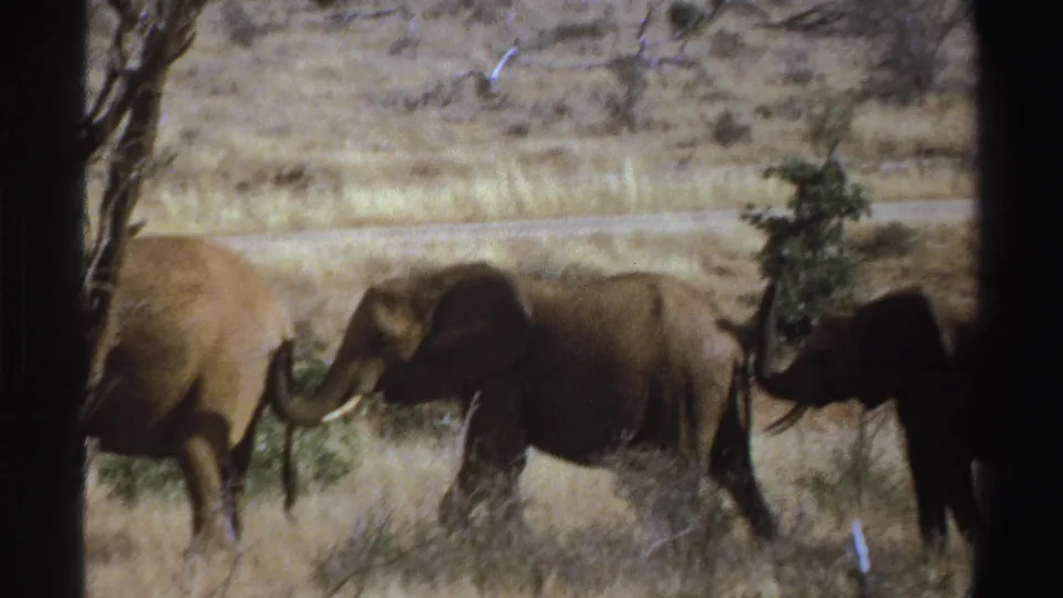 1969 South Africa 8mm frame of elephants walking through arid savanna, seen through dark foreground edges.