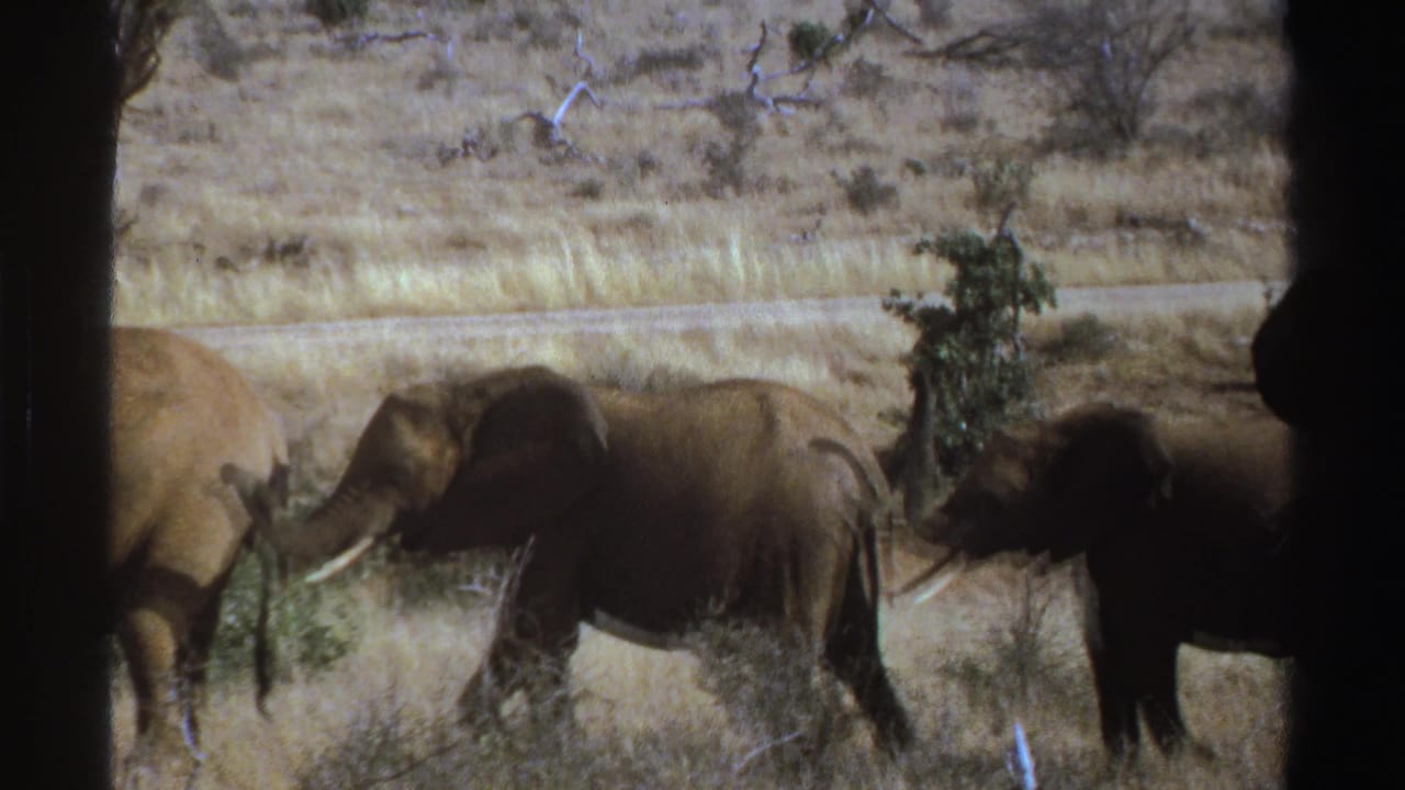 1969 South Africa 8mm frame of elephants moving across dry savanna grass with shrubs and dark vehicle framing.