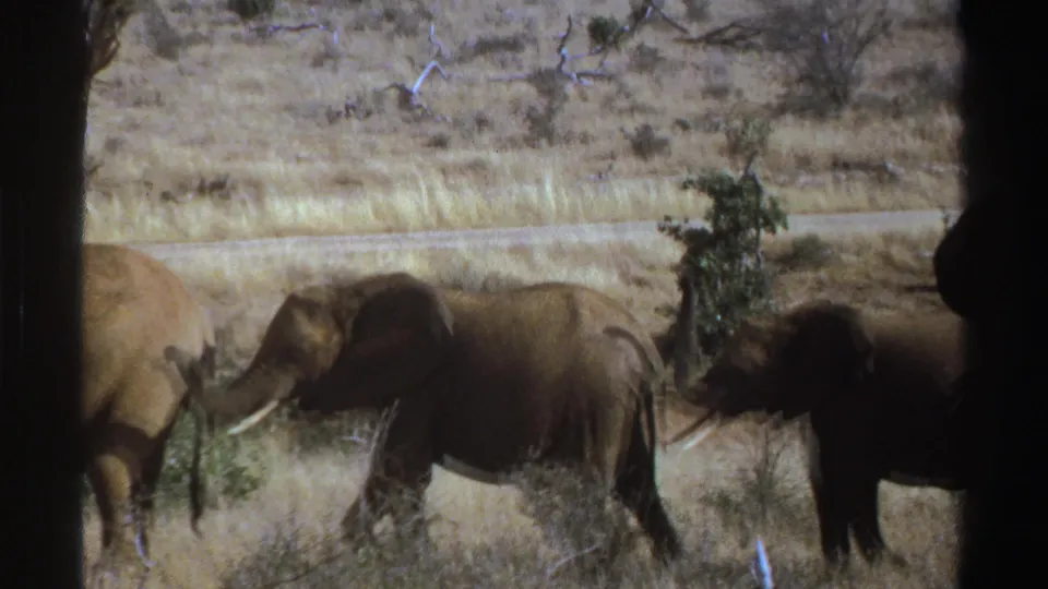 1969 South Africa 8mm frame of elephants moving across dry savanna grass with shrubs and dark vehicle framing.