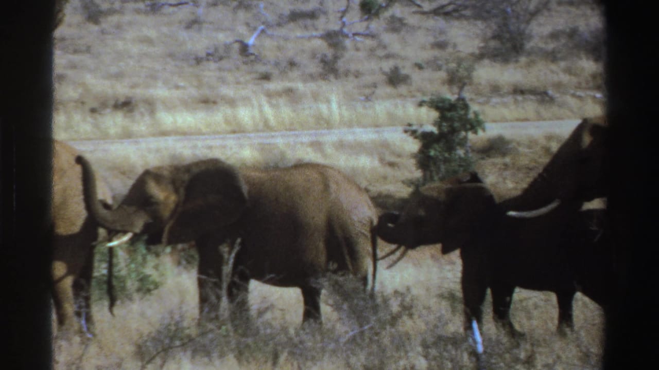 Several elephants walking in line across sunlit grassland behind a dark window divider.