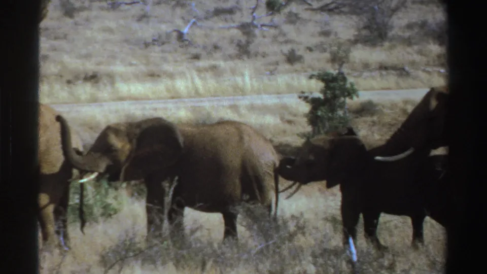 Elephants continue across a dry South African savanna in a 1969 8mm home-movie frame, partly obscured by vehicle framing.