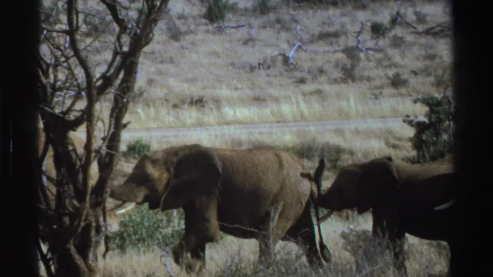 1969 South Africa safari footage shows elephants crossing dry grassland, filmed through window edges from a vehicle.