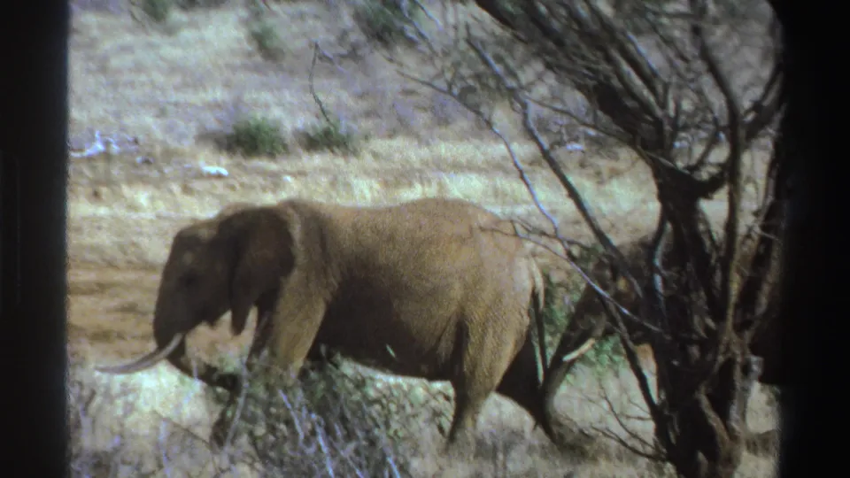 A lone elephant moves through dry South African savanna in a grainy 1969 8mm home-movie frame.