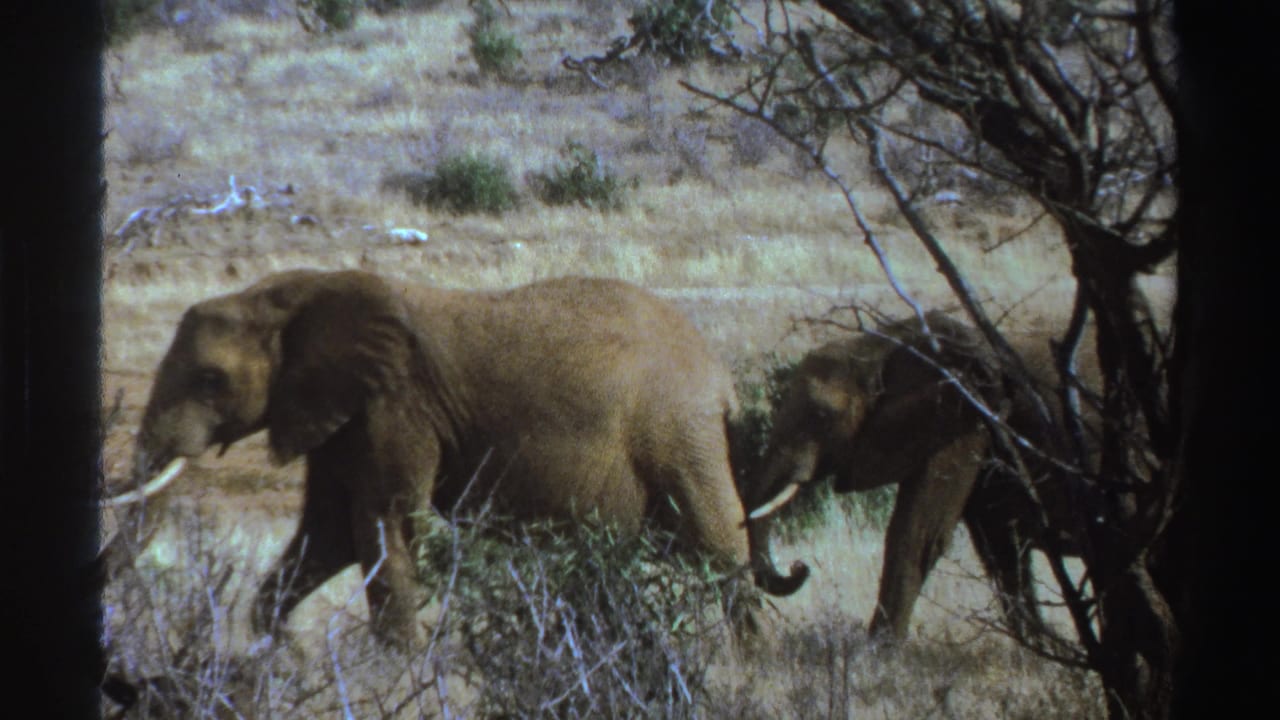 Two elephants walking through dry grass behind sparse branches.